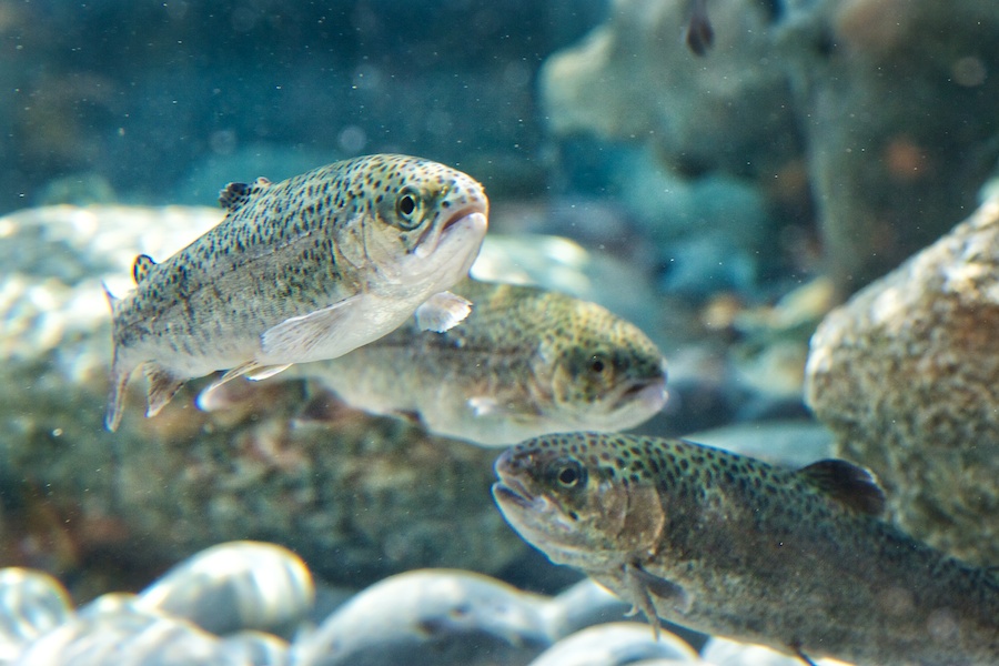 three steelhead fish