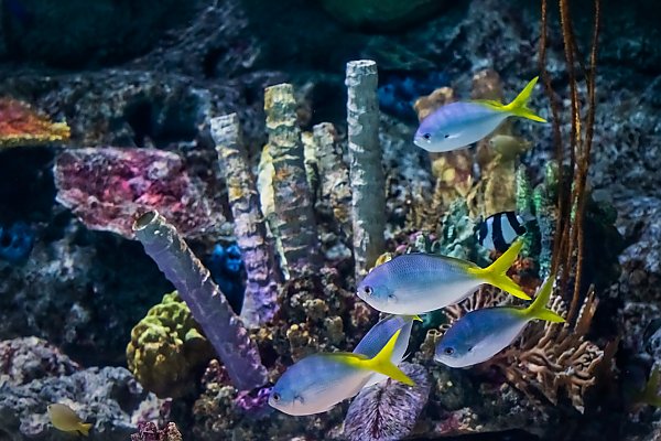 Four blue fish swimming near coral