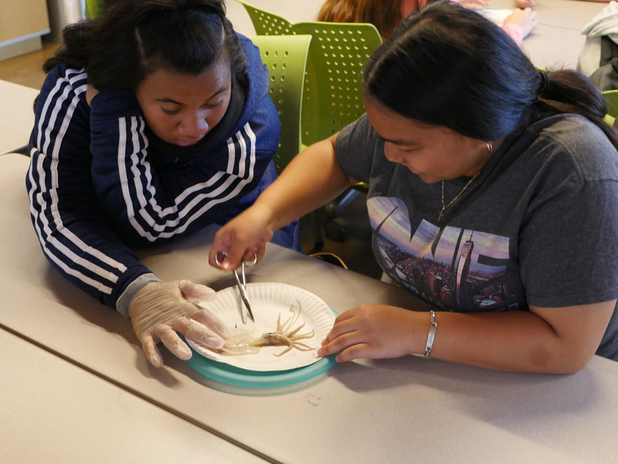 Two young women dissect a squid